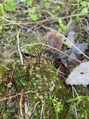 Asterella tenella