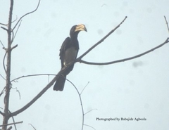 Lophoceros fasciatus