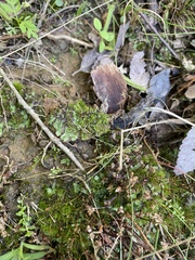 Asterella tenella