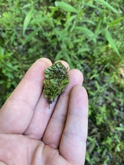 Asterella tenella