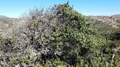 Arctostaphylos catalinae
