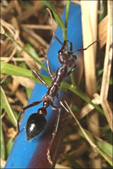 Myrmecia forficata
