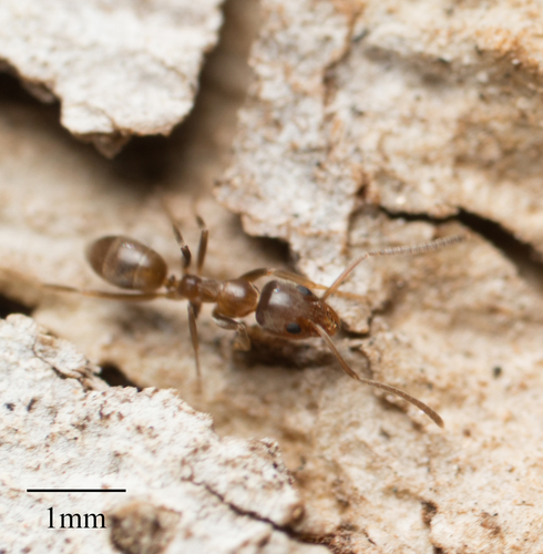 Argentine Ant