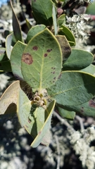 Arctostaphylos catalinae