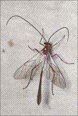 Dicamptus fuscicornis