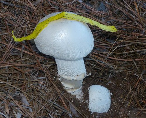 Plateful of Pyramids Lepidella