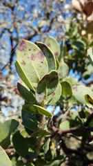 Arctostaphylos catalinae