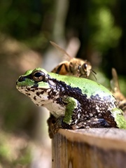 Hyla japonica