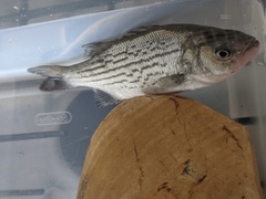 Morone chrysops × saxatilis