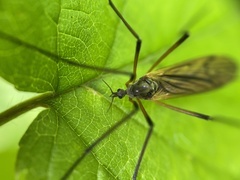 Prionolabis rufibasis