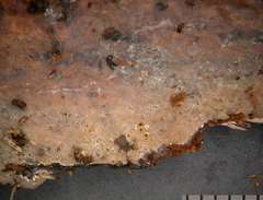 Protomerulius dubius