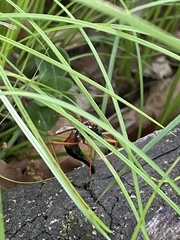 Tanyptera