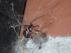 Steatoda nobilis