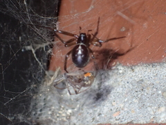 Steatoda nobilis