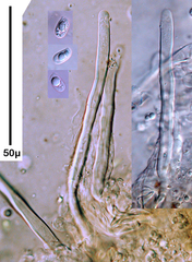 Protomerulius dubius
