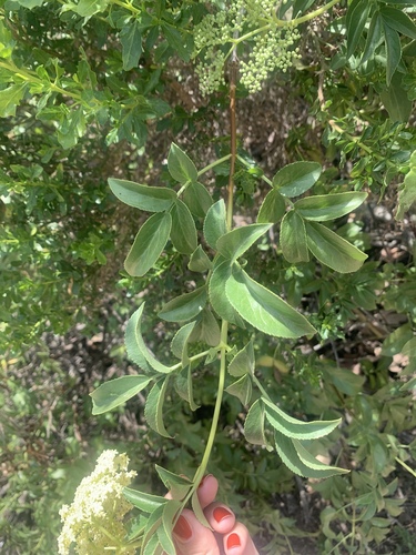iNaturalist observation photo of blue elder