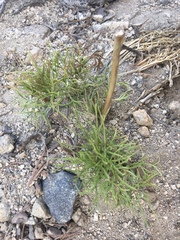 Angelica lineariloba