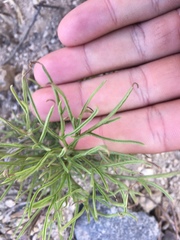 Angelica lineariloba