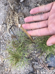 Angelica lineariloba