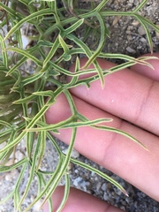 Angelica lineariloba