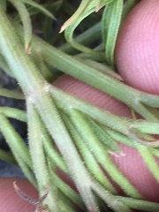 Angelica lineariloba