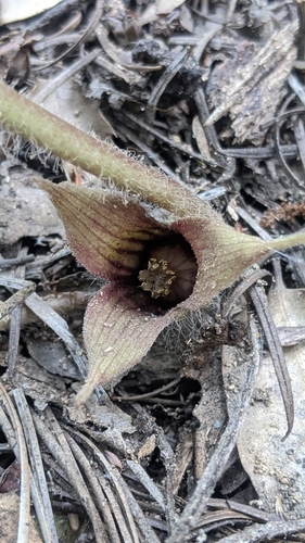 Asarum hartwegii
