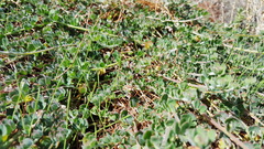 Acmispon heermannii heermannii