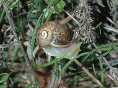 Cornu aspersum