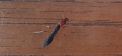 Odontomachus erythrocephalus