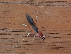 Odontomachus erythrocephalus