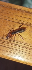 Odontomachus erythrocephalus