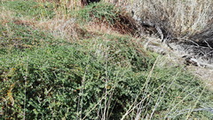 Acmispon heermannii heermannii