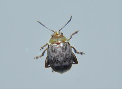 Blepharida