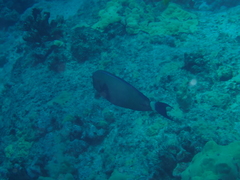 Acanthurus blochii