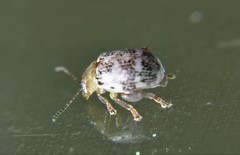 Blepharida