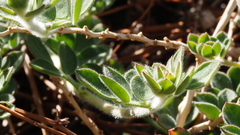 Acmispon heermannii heermannii