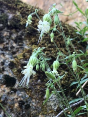 Silene lemmonii