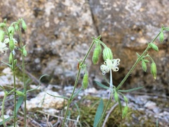 Silene lemmonii