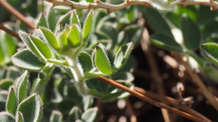 Acmispon heermannii heermannii
