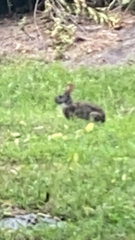 Sylvilagus palustris