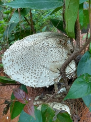Amanita