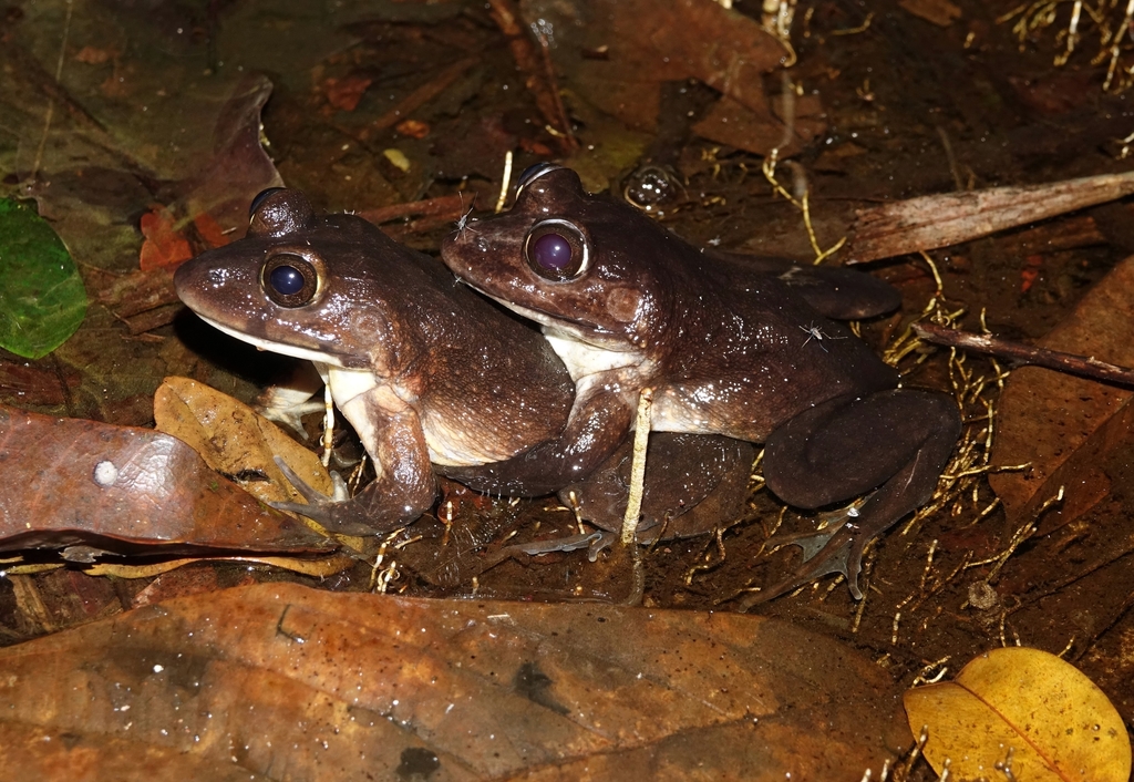 Brown Ball Frog