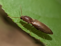 Dolerosomus silaceus