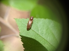 Dolerosomus silaceus