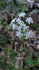 Chaerophyllum aureum
