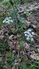 Chaerophyllum aureum