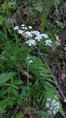 Chaerophyllum aureum