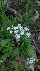 Chaerophyllum aureum