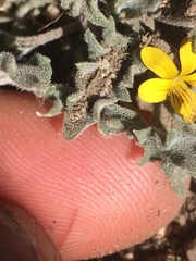 Viola pinetorum grisea