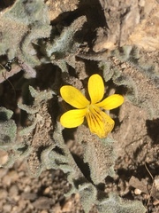 Viola pinetorum grisea